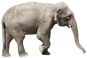 el elefante, la elefanta