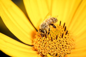 pollination