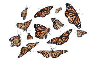 to flutter