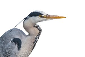 heron