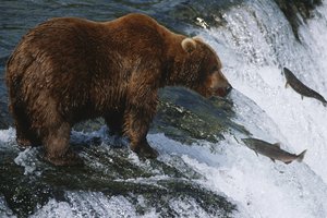 food chain