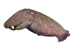 cuttlefish