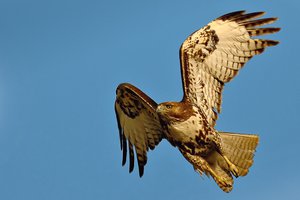 el halcón