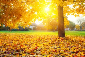 el otoño