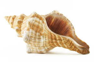 el caracol marino