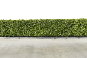 hedge