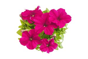 petunia