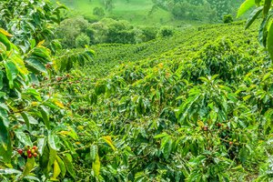 coffee plantation