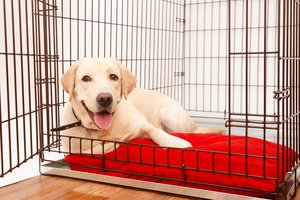 kennel
