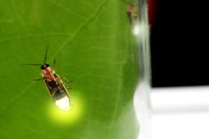 firefly