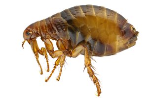 la pulga