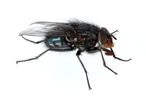 fly