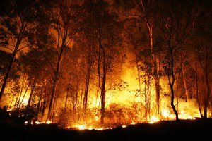 el incendio forestal