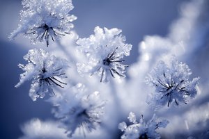 frost
