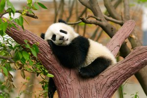 panda