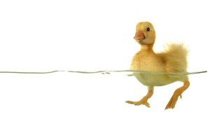 el patito, la patita