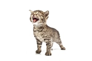 el gatito, la gatita
