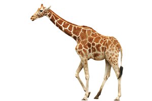 la jirafa