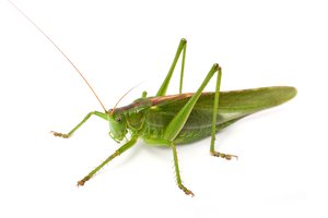 el saltamontes
