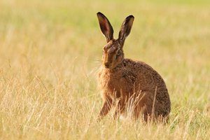 hare