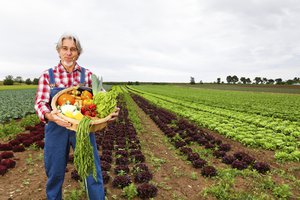 la cosecha