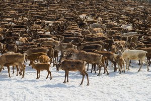 herd