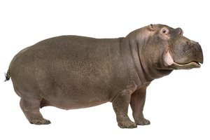 el hipopótamo, la hipopótama