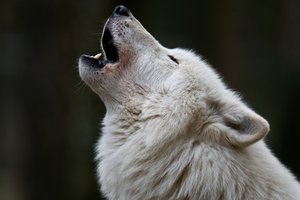 to howl