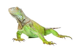 iguana