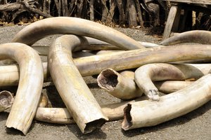 ivory
