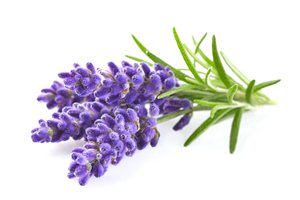 la lavanda