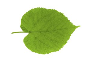 la hoja