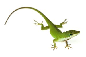 lizard