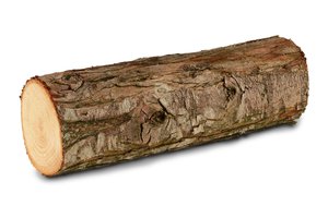trunk