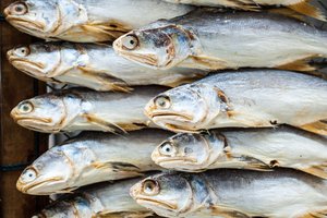 mackerel