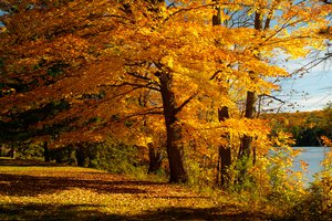maple