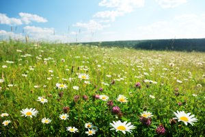meadow