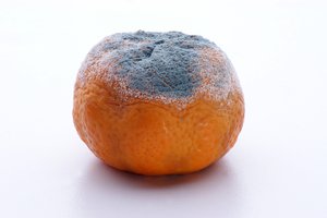 mohoso