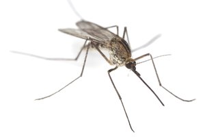 el mosquito