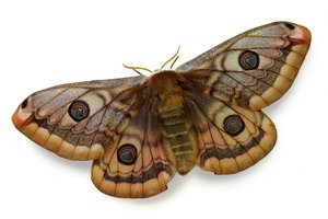 moth