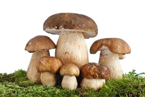 mushroom
