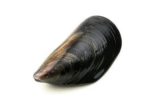 mussel