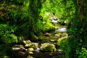 la naturaleza
