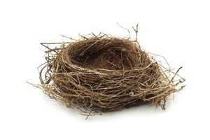 nest