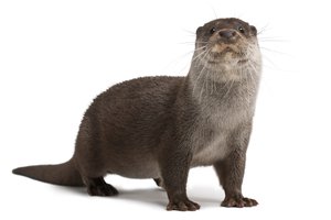 otter