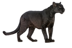 la pantera