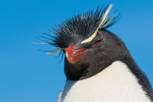 penguin