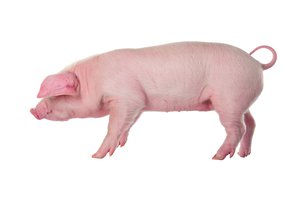 pig
