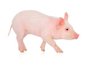 pig