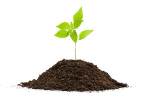 la planta